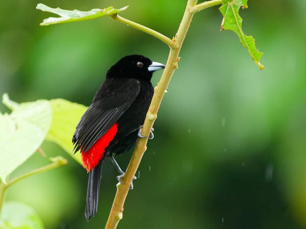 <h3>Ramphocelus passerinii / Passerini's tanager / Roodrugtangare</h3>OM-1 Mark II with OLYMPUS M.150-400mm F4.5, 1/640 sec at F4.5, ISO 10000, distance 7.78 m